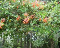 lonicera sempervirens 1.jpg